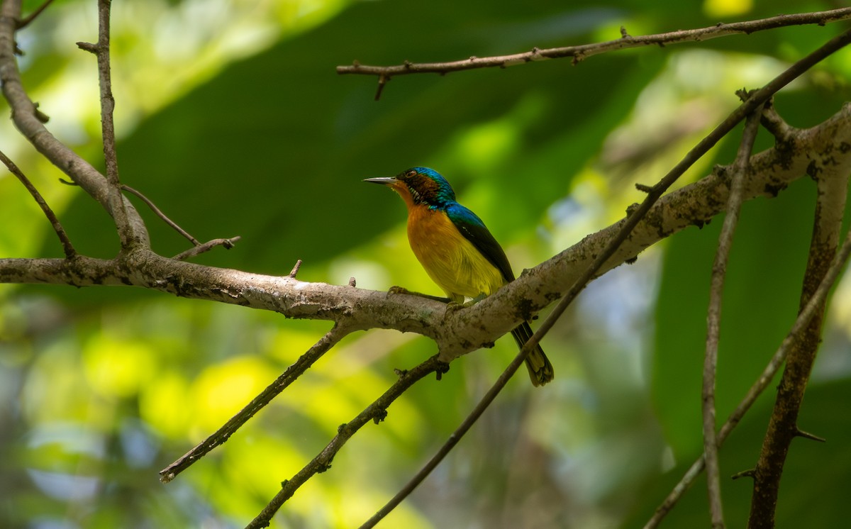 rødkinnsolfugl - ML644847749