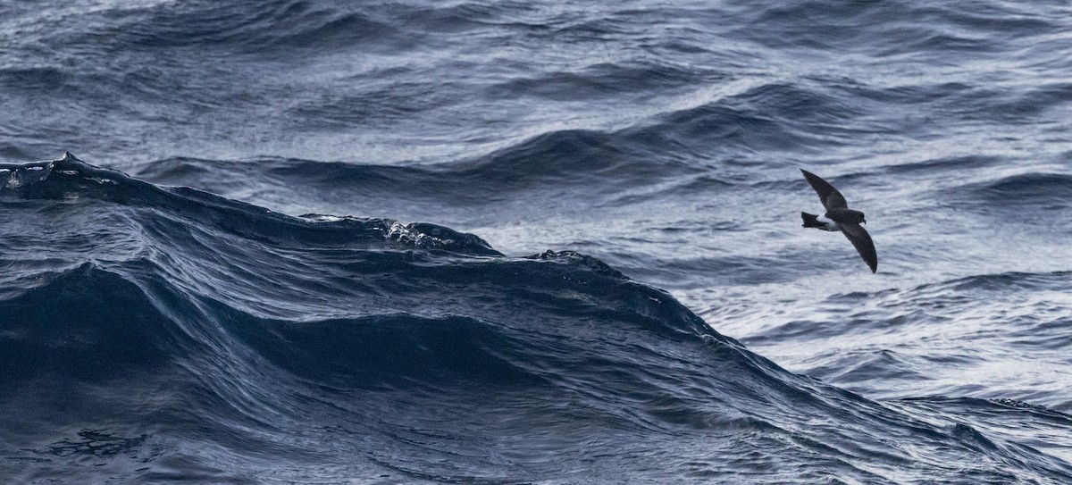 svartbukstormsvale - ML644847751