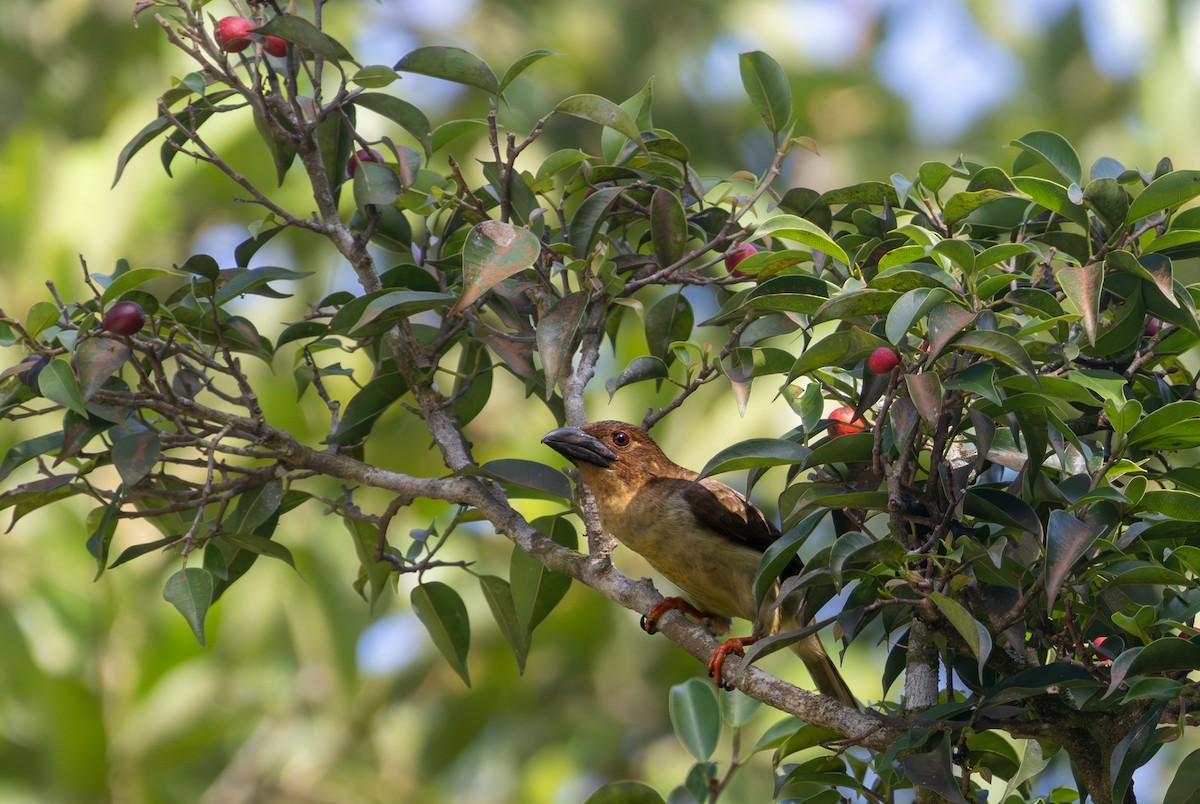 sotskjeggfugl - ML644847752