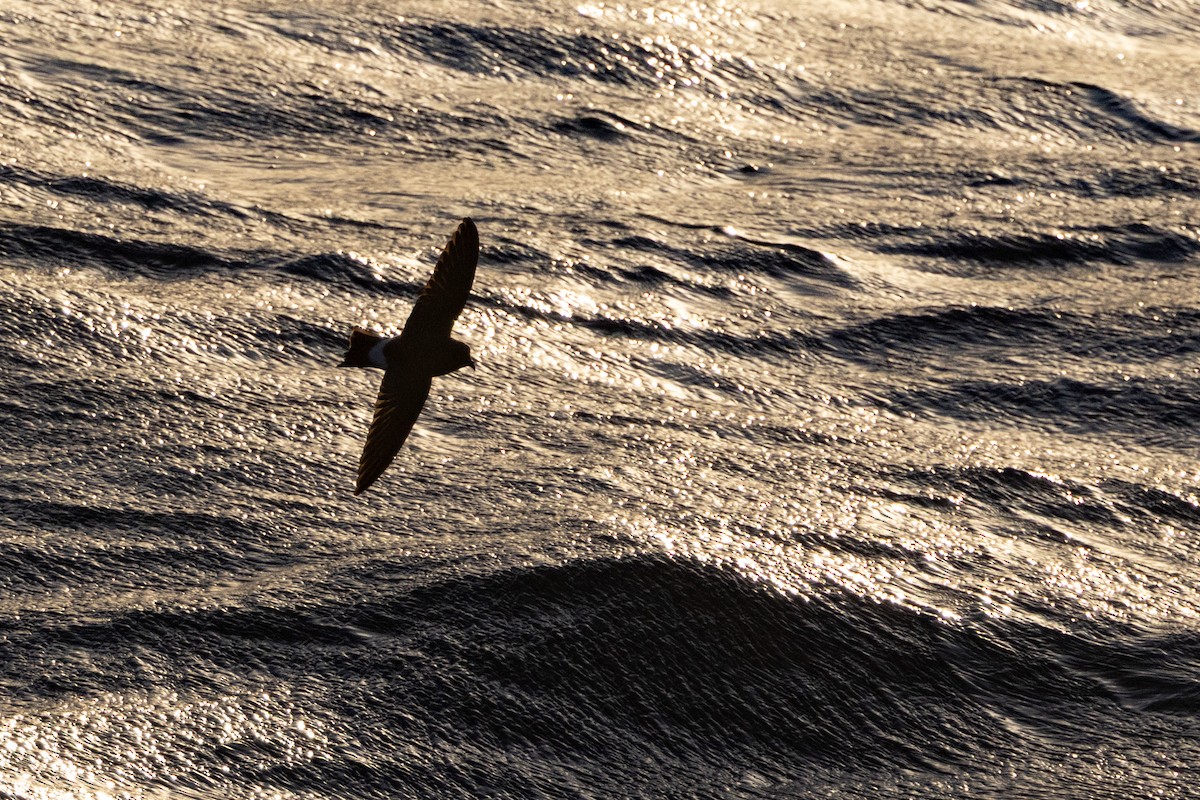 svartbukstormsvale - ML644847754