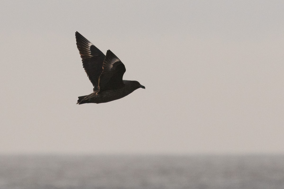 sørhavsjo - ML644847755