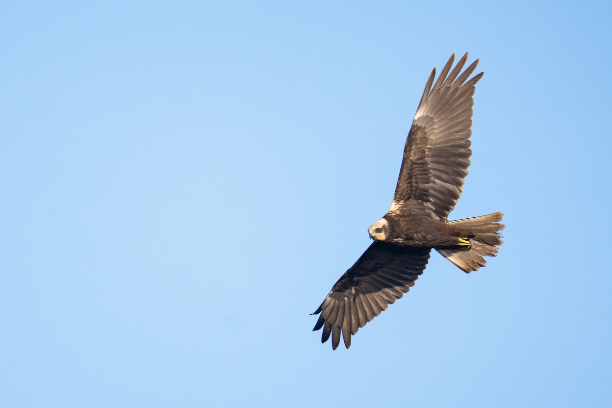 sivhauk - ML644847757