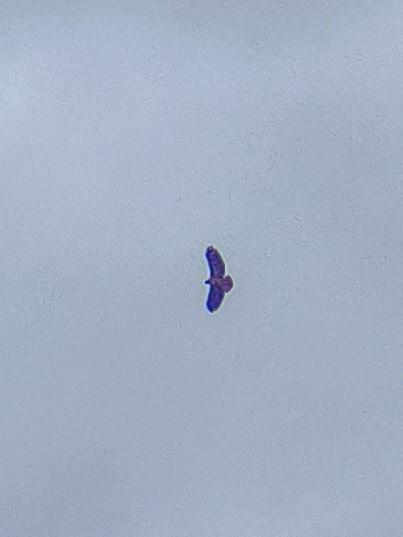 rødstjertvåk - ML644847758