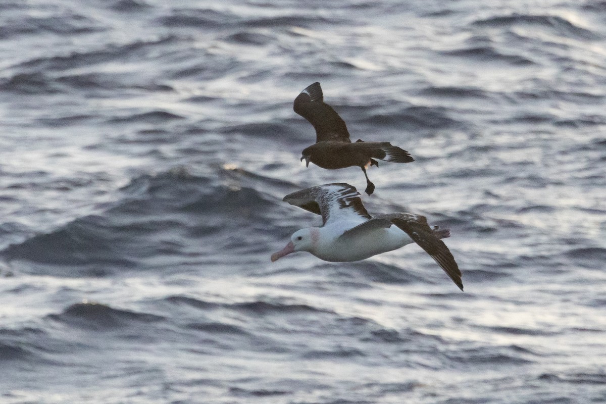 sørhavsjo - ML644847759