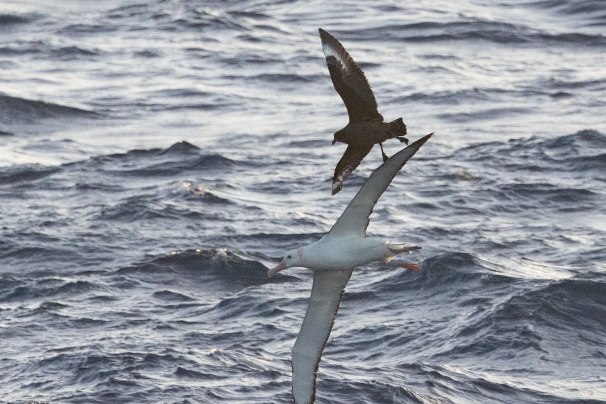 sørhavsjo - ML644847760