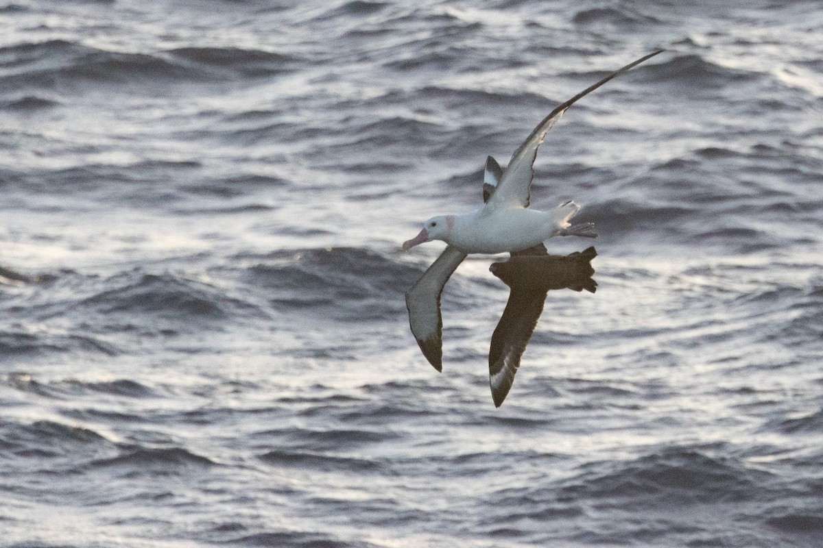 sørhavsjo - ML644847761