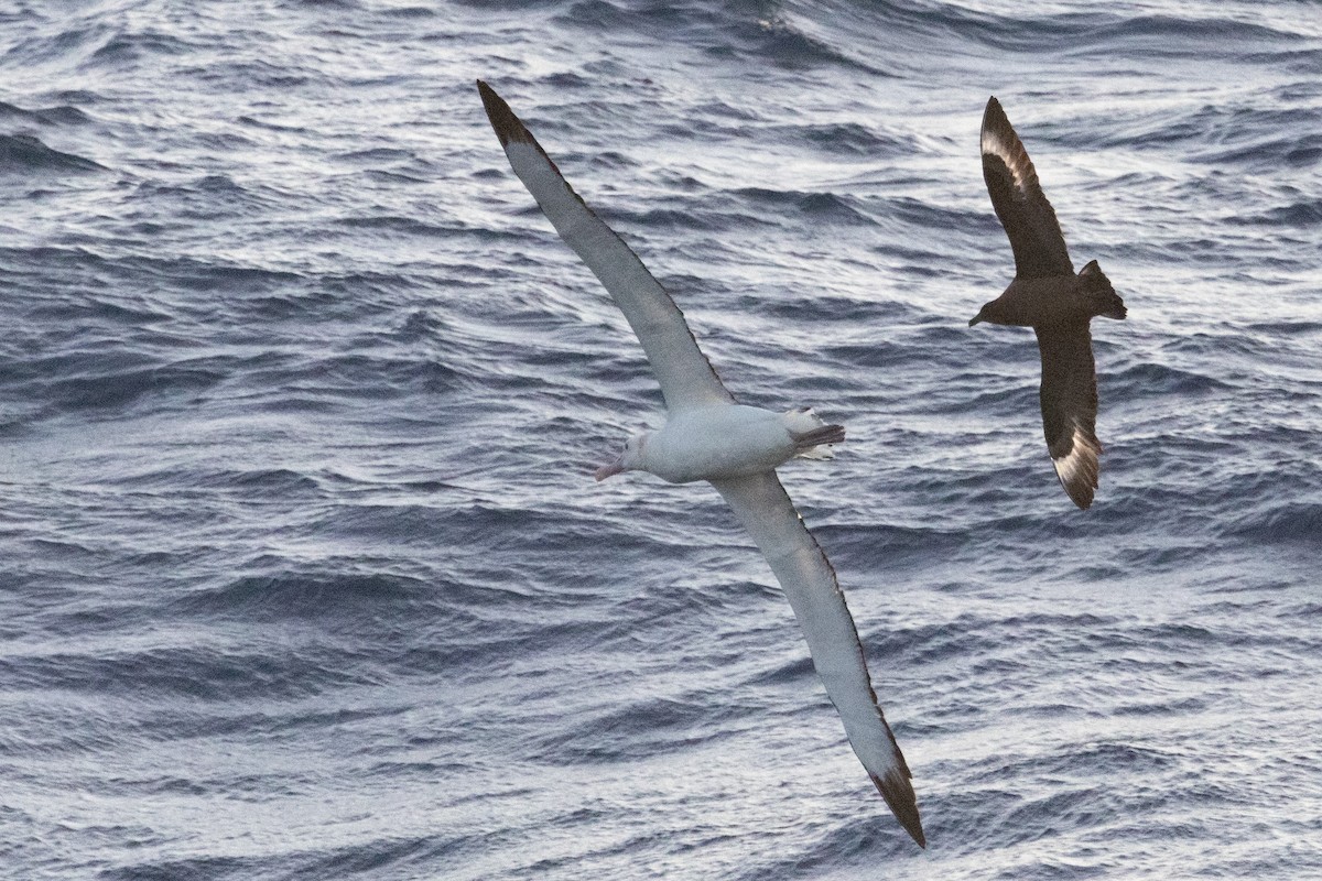 sørhavsjo - ML644847762