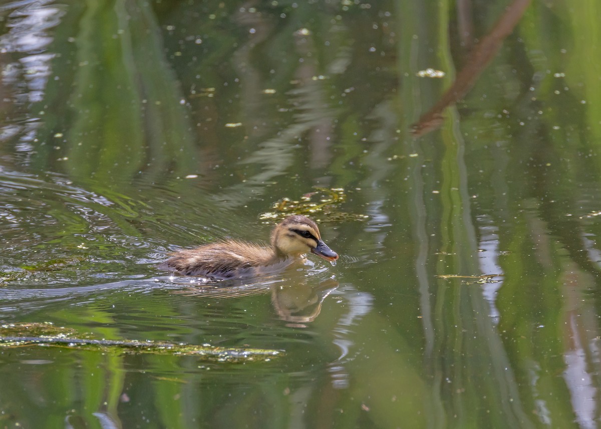 stripeand - ML644847765