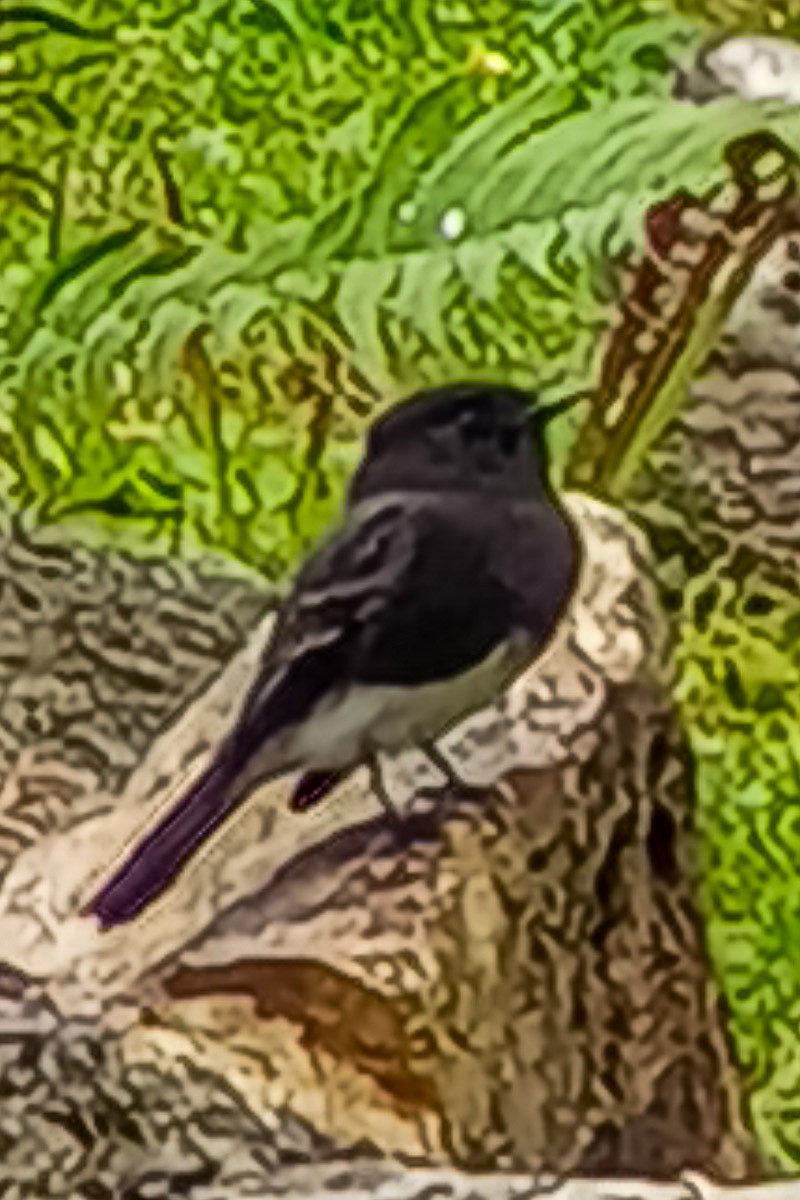 svartfibi - ML644847767