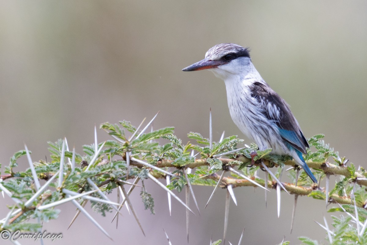 savanneisfugl - ML644847769