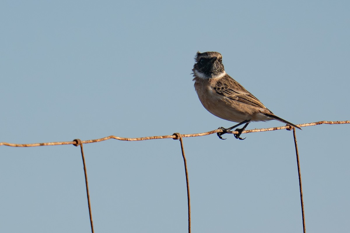 European Stonechat - ML644847770