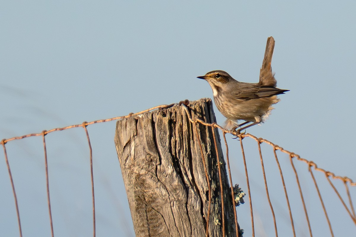 blåstrupe - ML644847772