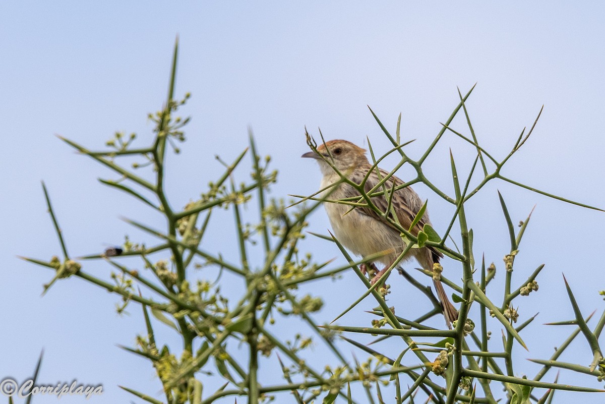 Rattling Cisticola - ML644847773