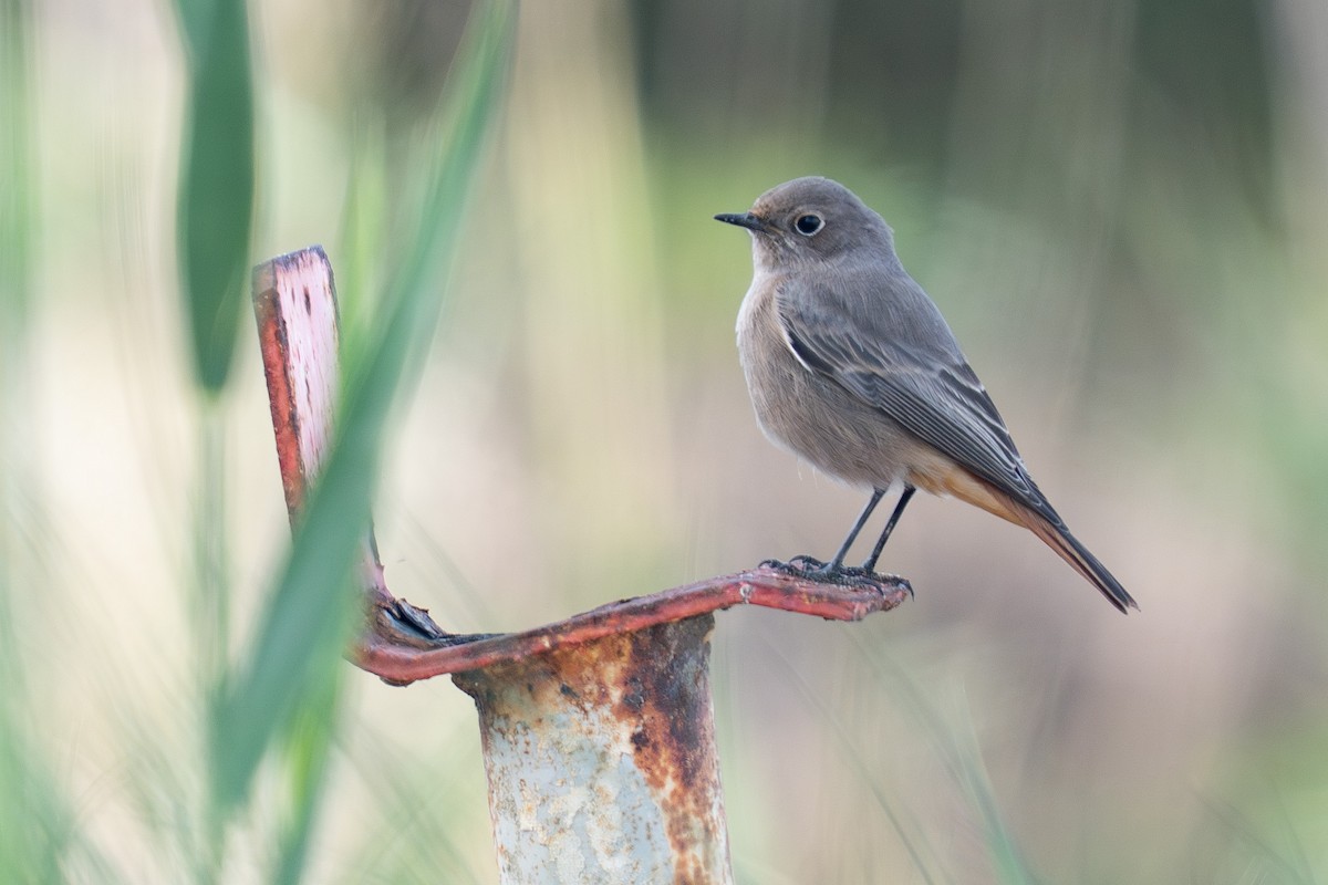 svartrødstjert - ML644847774