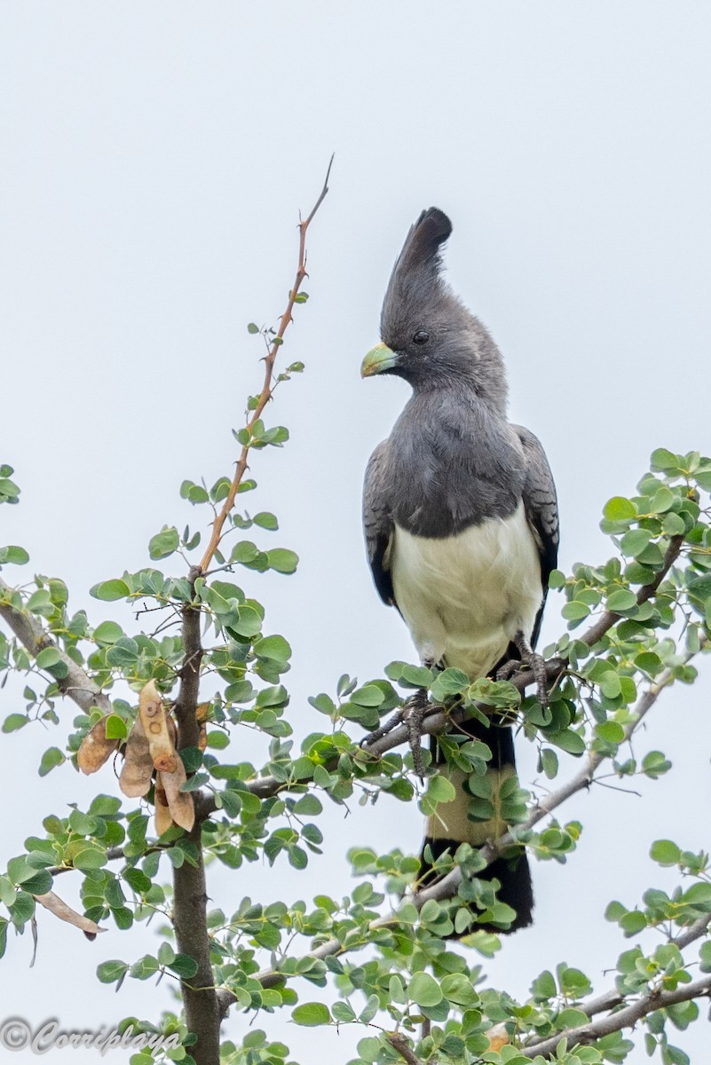 hvitbukturako - ML644847775