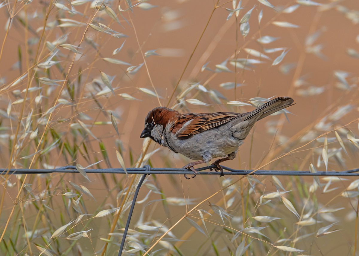 House Sparrow - ML644847785