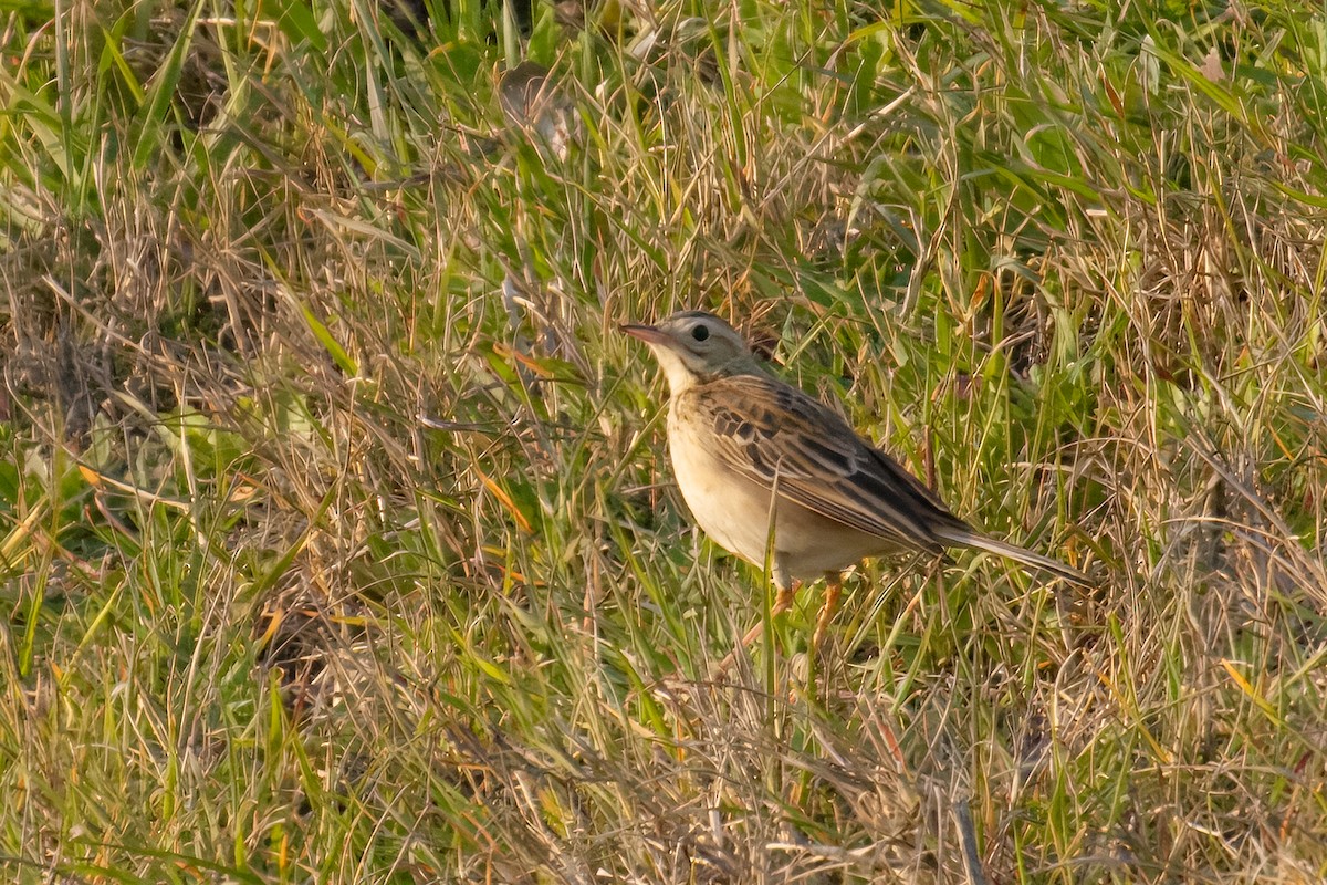 Richard's Pipit - ML644847804