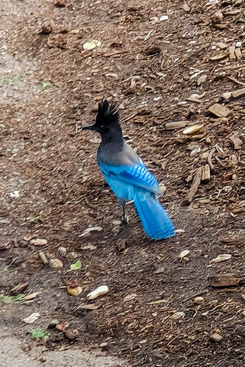 Chara de Steller - ML644847810