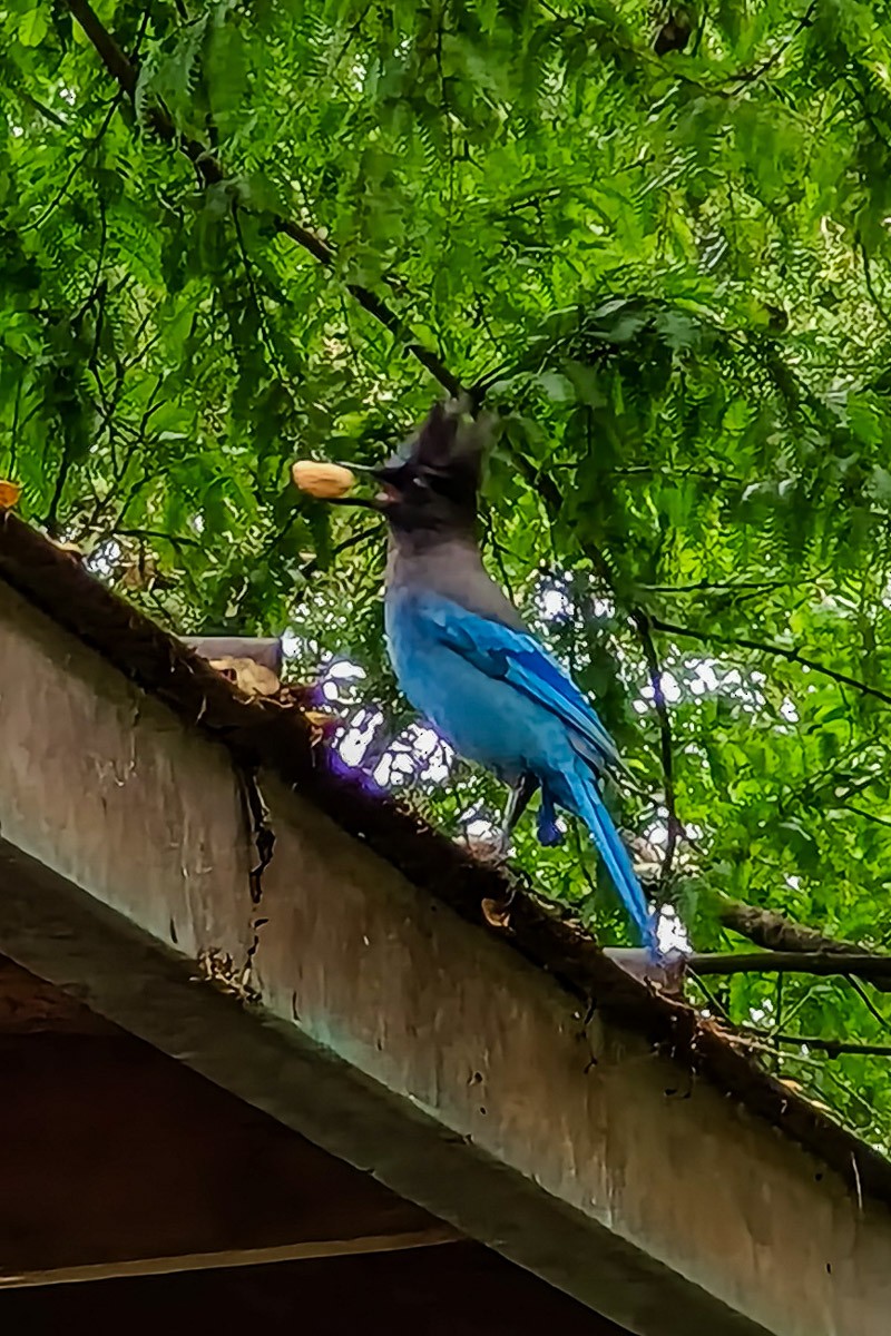 Chara de Steller - ML644847811