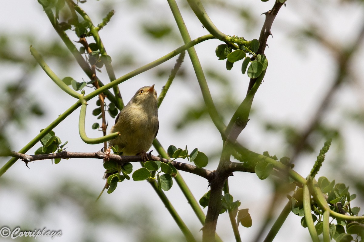 Buff-bellied Warbler - ML644847812