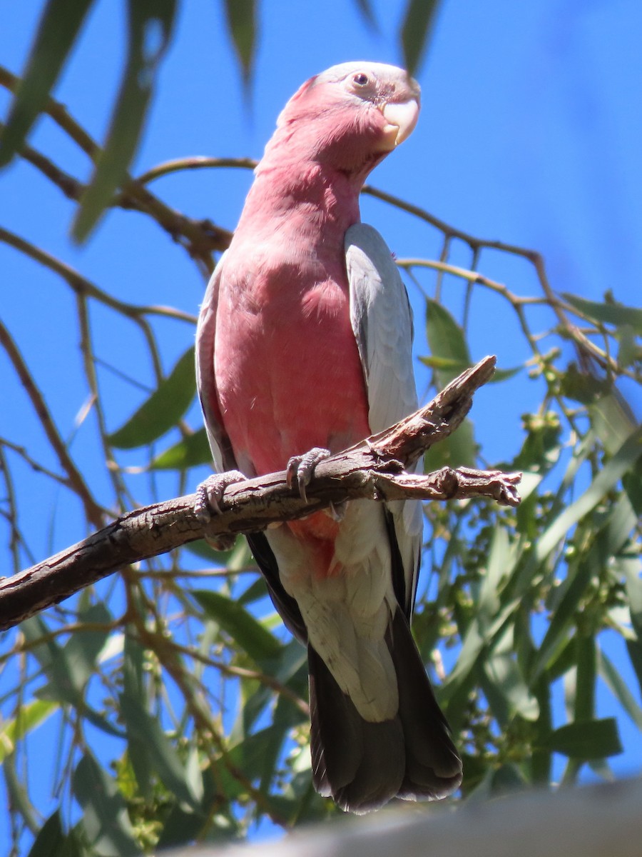 Galah - ML644847818
