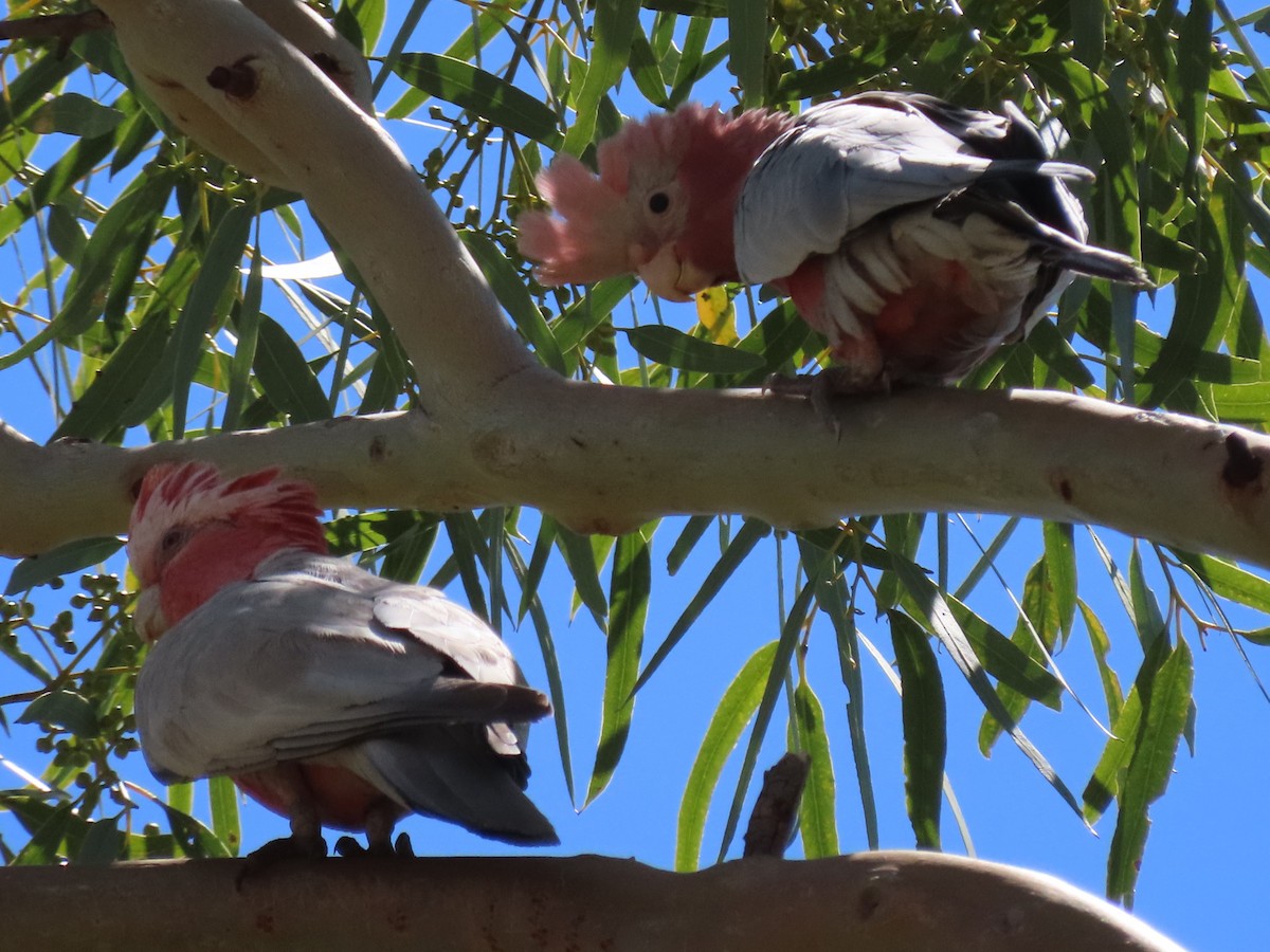 Galah - ML644847819