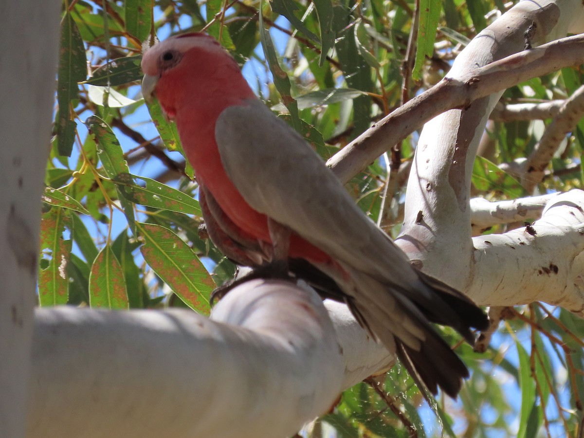 Galah - ML644847820