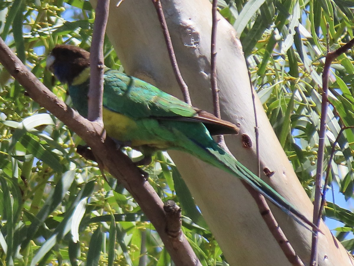 Australian Ringneck - ML644847821