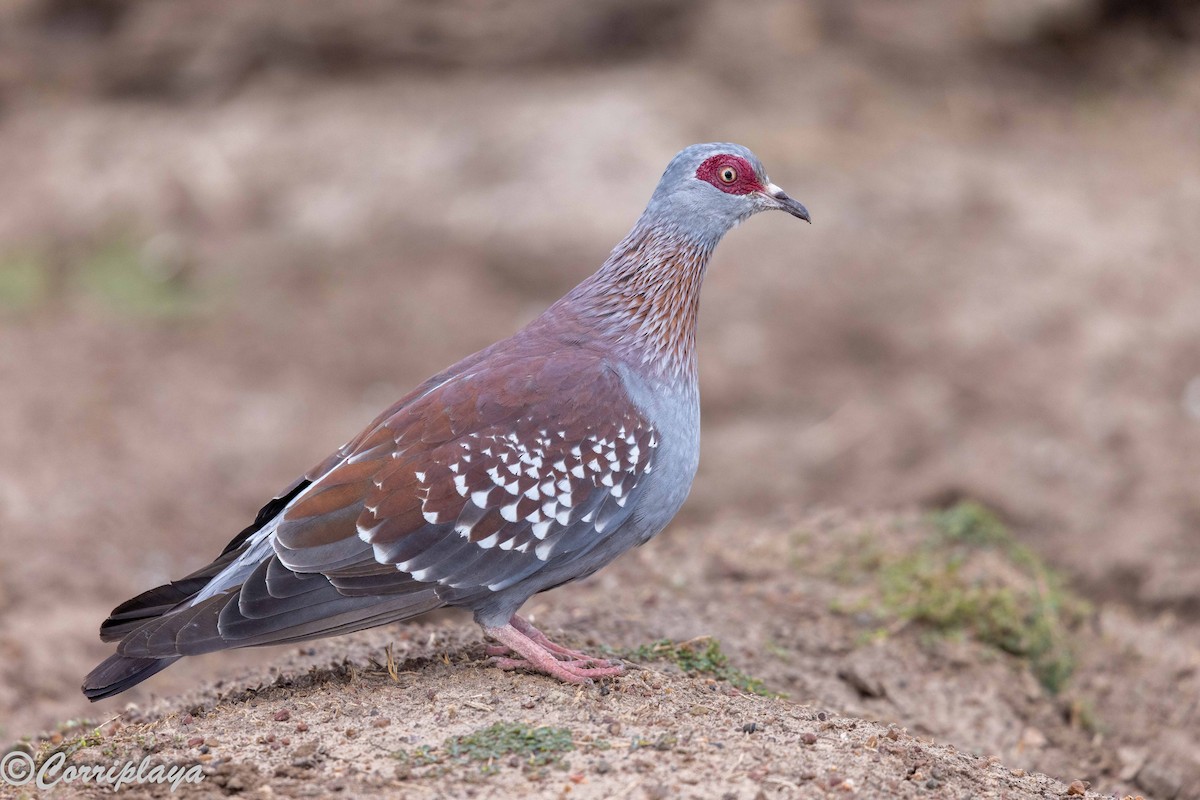 Speckled Pigeon - ML644847822