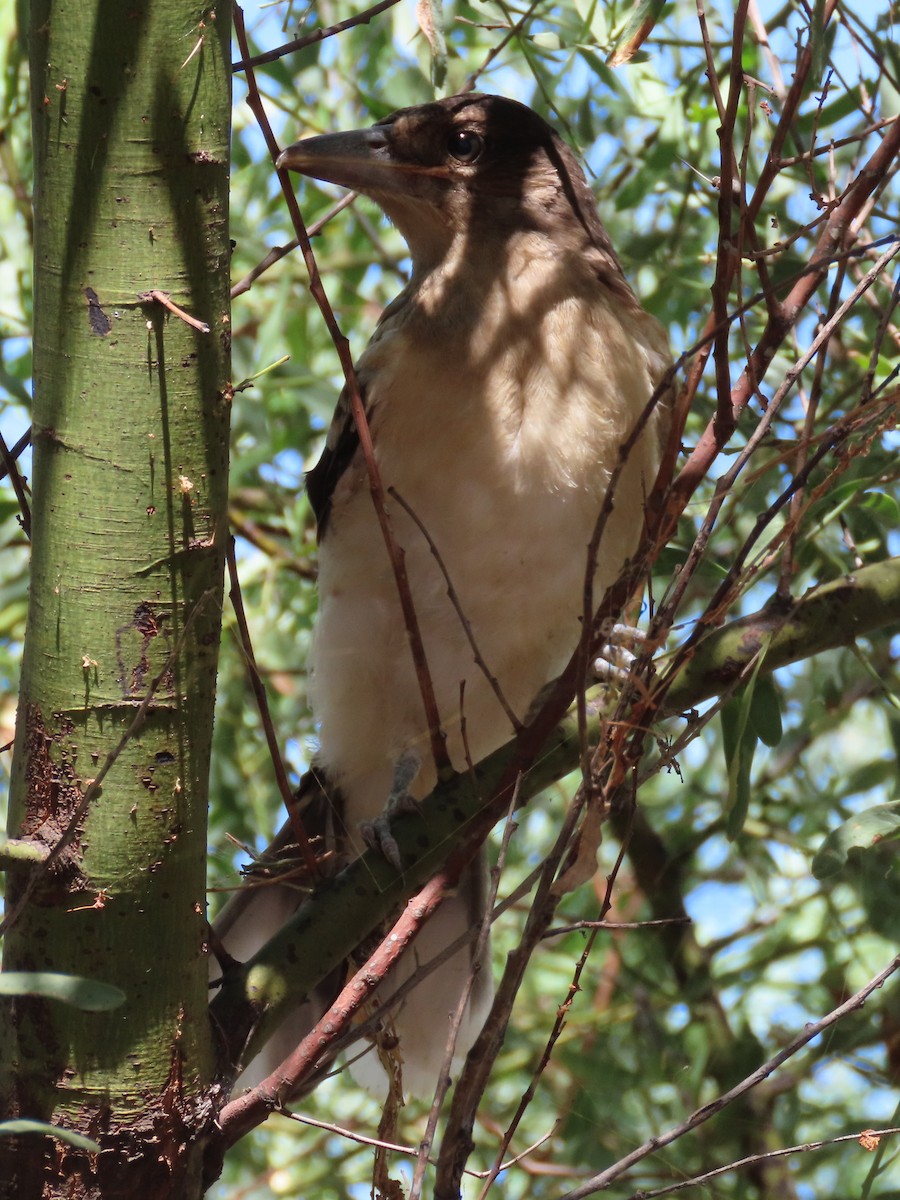 Western Bowerbird - ML644847824
