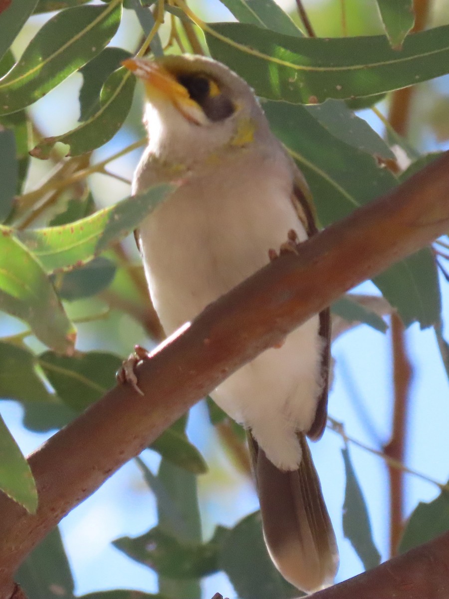 Yellow-throated Miner - ML644847827