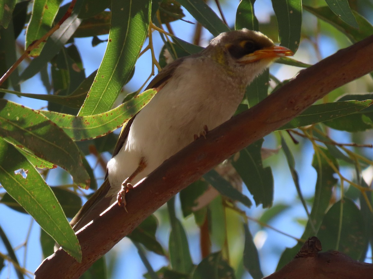 Yellow-throated Miner - ML644847828