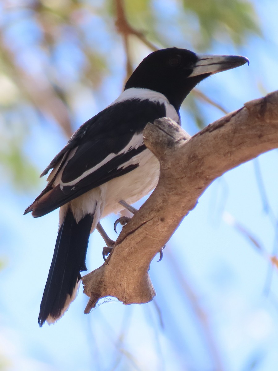 Pied Butcherbird - ML644847830