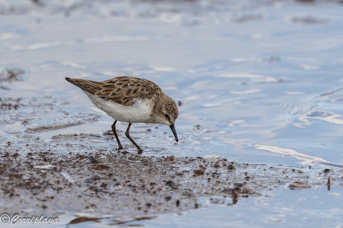 ヨーロッパトウネン - ML644847832