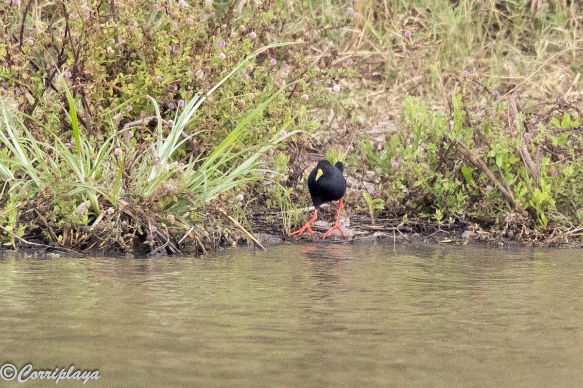 svartrikse - ML644847843