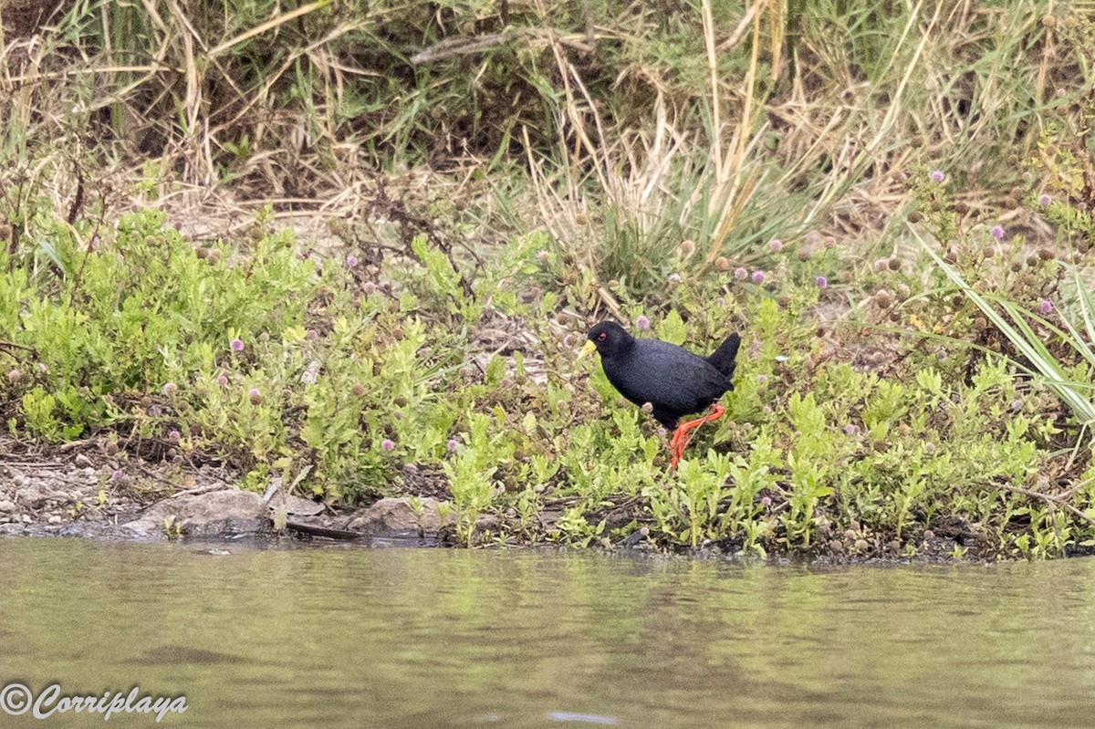 svartrikse - ML644847844