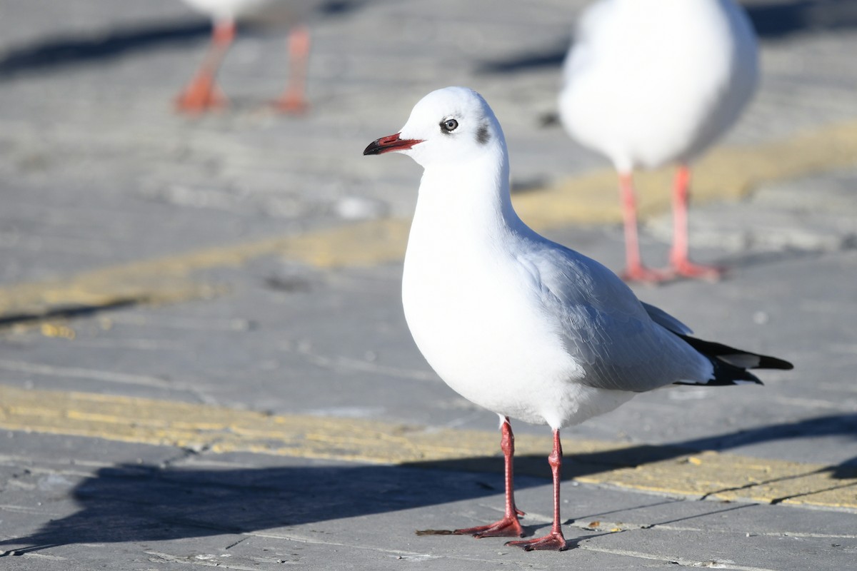 Brown-headed Gull - ML644847845