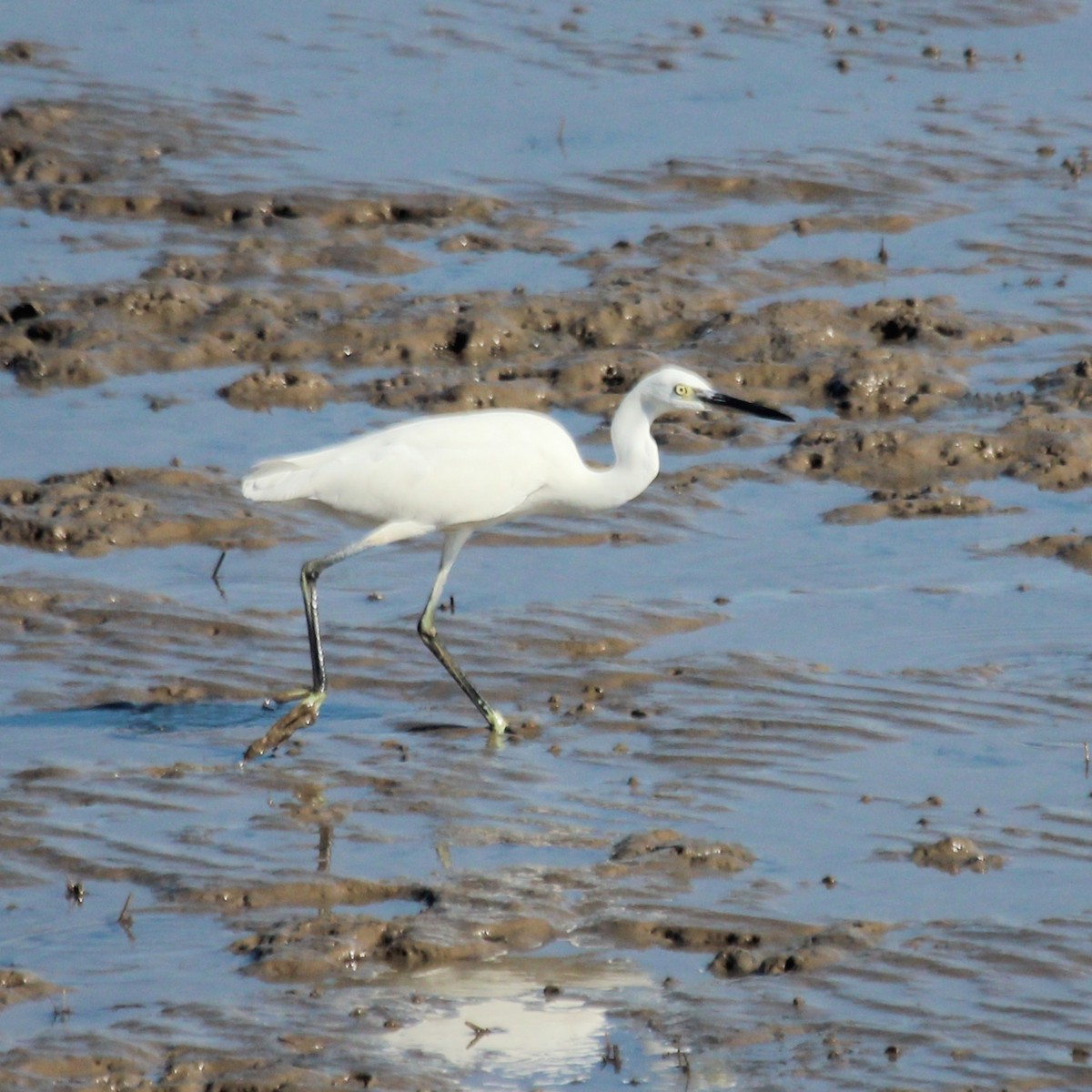 Little Egret - ML644847859
