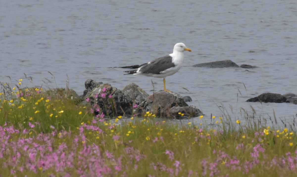 Kara Sırtlı Martı - ML644847867