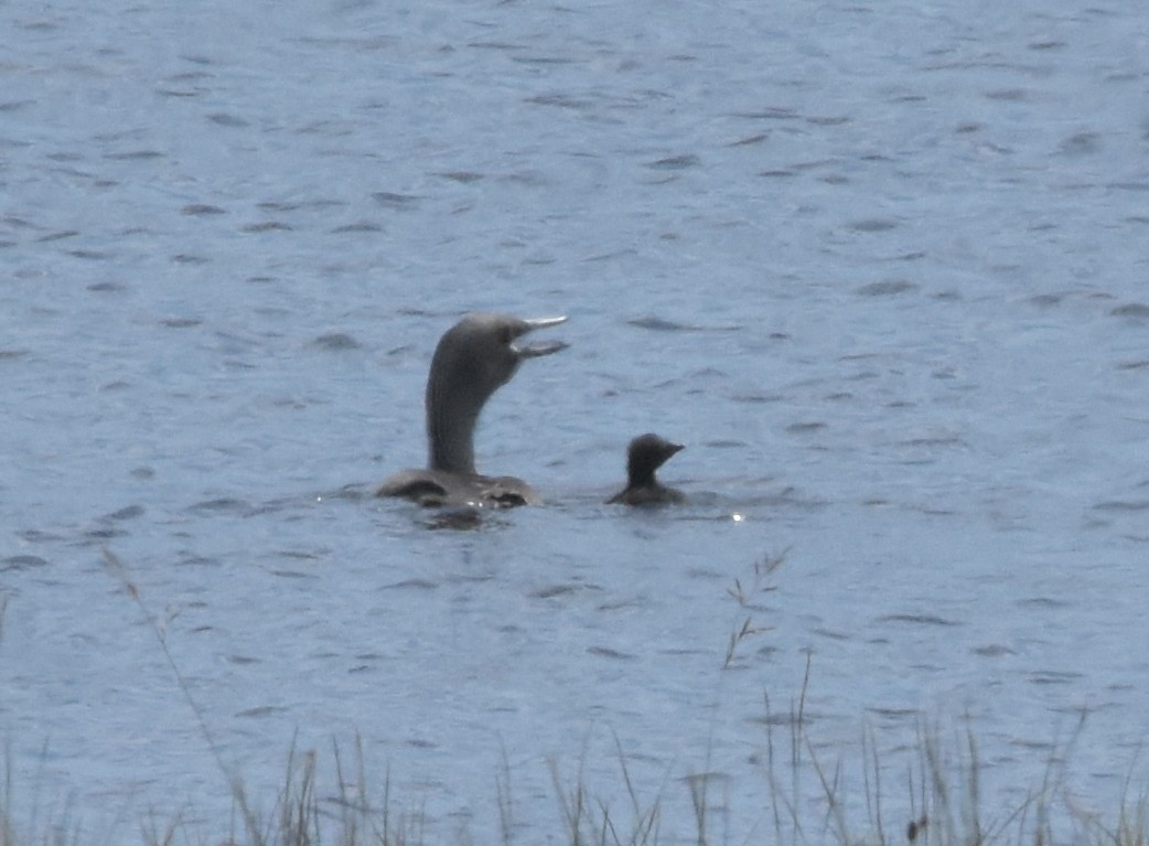 potáplice malá - ML644847868