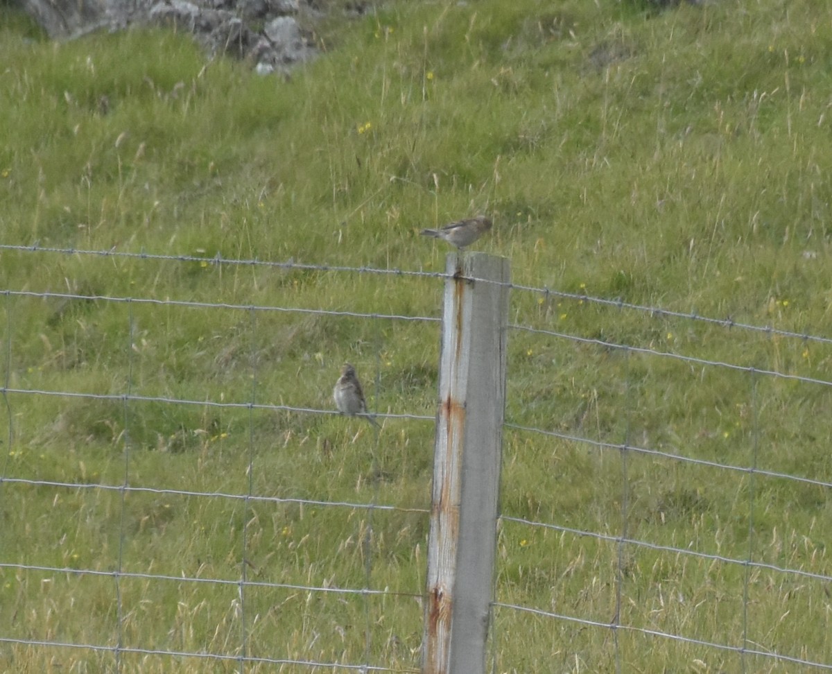 konopka žlutozobá - ML644847876