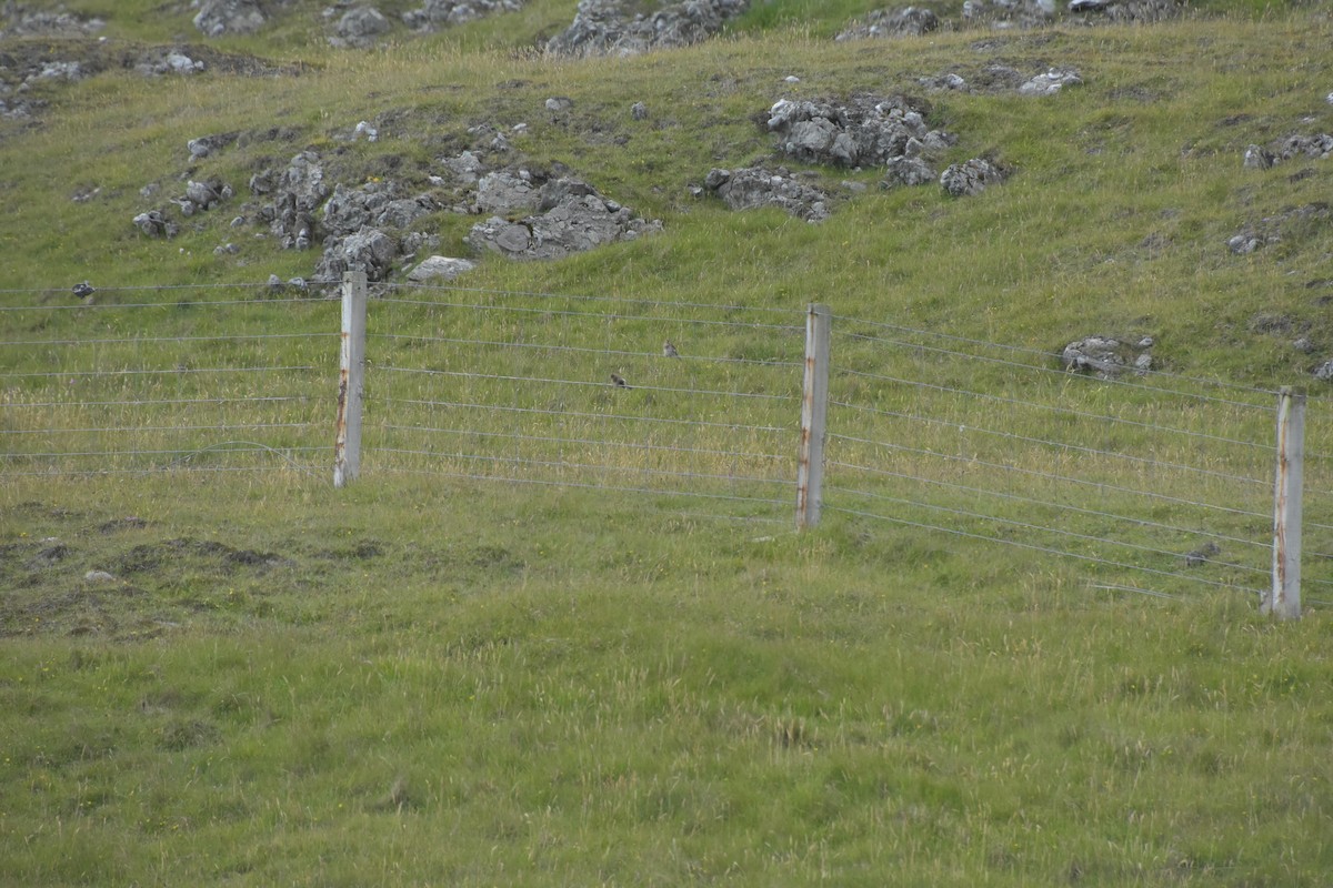 konopka žlutozobá - ML644847877