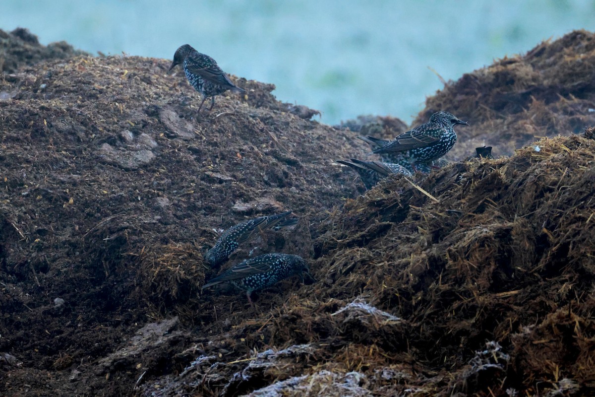 זרזיר מצוי - ML644847894