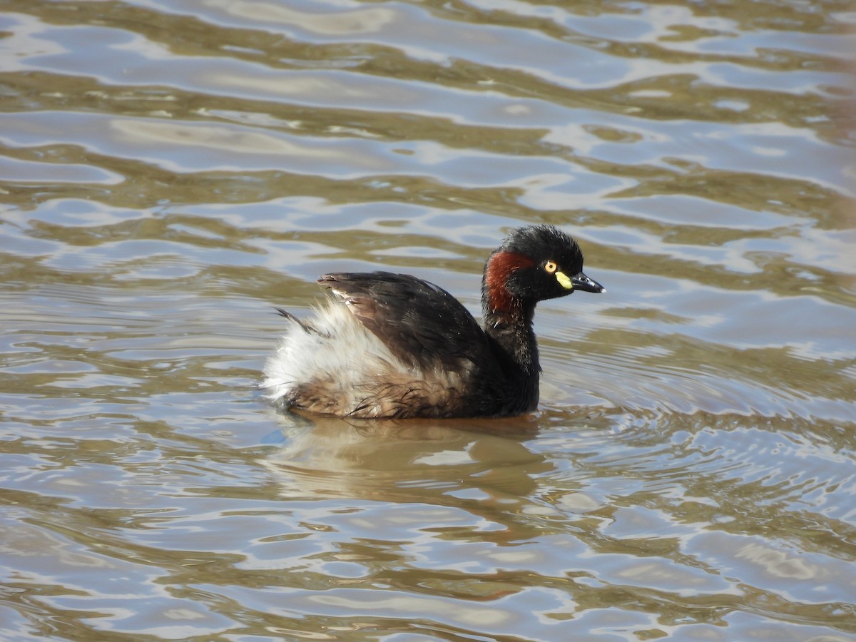 Australasian Grebe - ML644847903