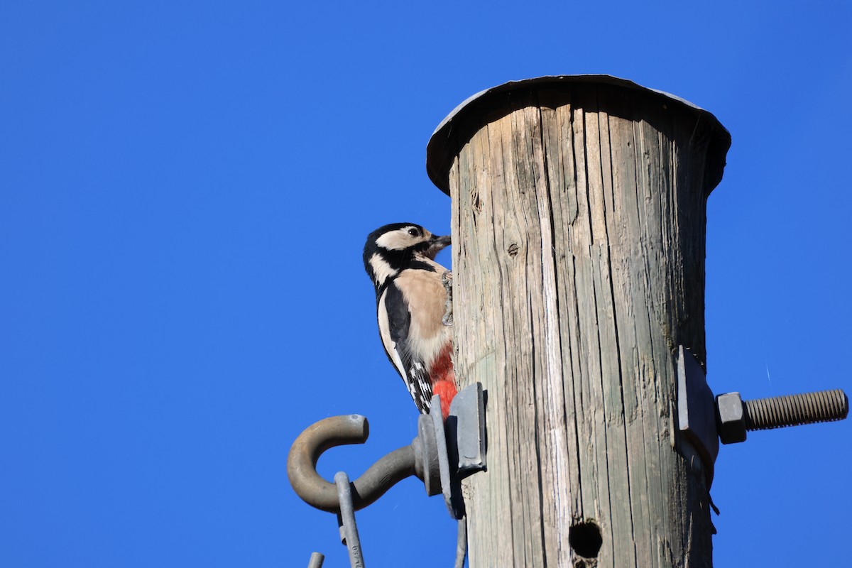 Great Spotted Woodpecker - ML644847911