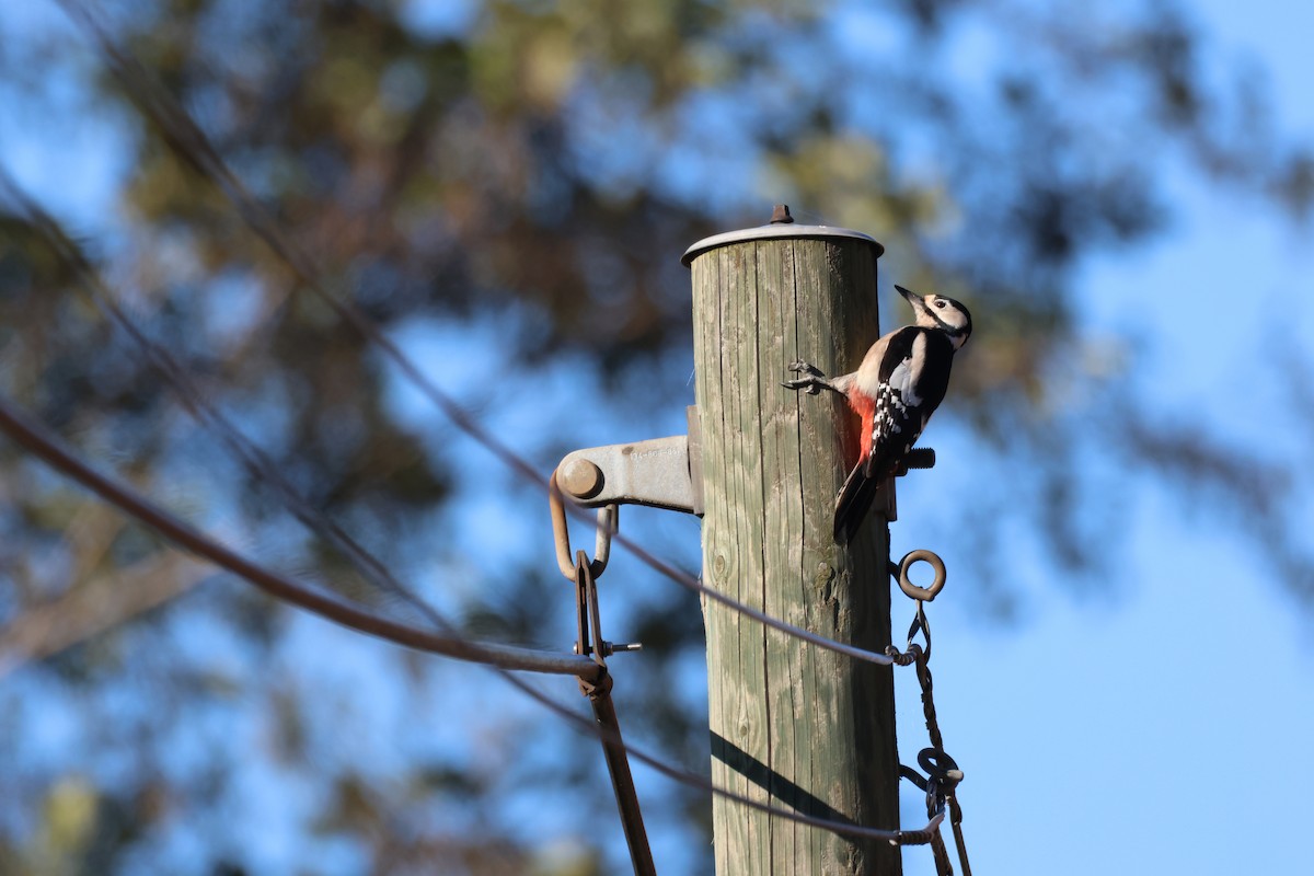 Great Spotted Woodpecker - ML644847912
