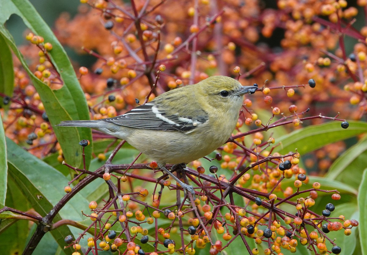 Bay-breasted Warbler - ML644847916
