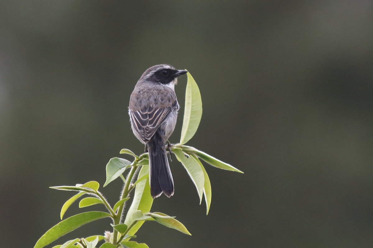 Gray Bushchat - ML644847919