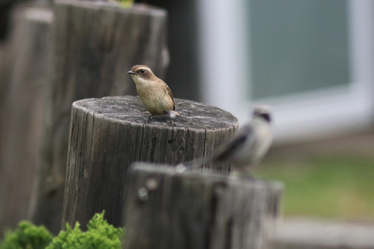 Gray Bushchat - ML644847920