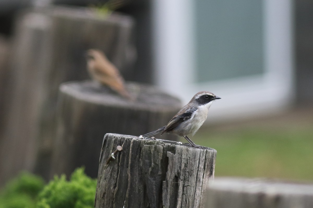 Gray Bushchat - ML644847921